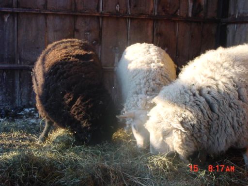Finnegan, Owen, and Buddy