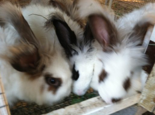 Angora rabbits
