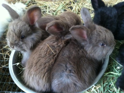 Baby angora rabbits