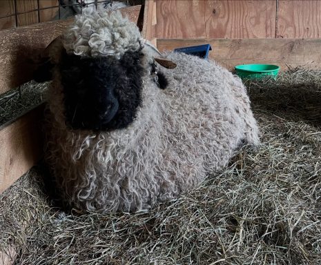 Valais Blacknose Sheep