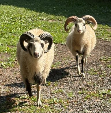 Magnus and Olaf, Icelandic rams